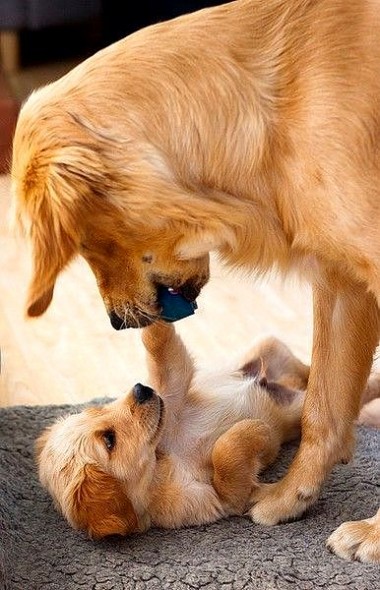 6.21.15 - Dogs That Are Dads13