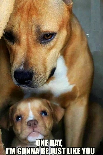 6.21.15 - Dogs That Are Dads15