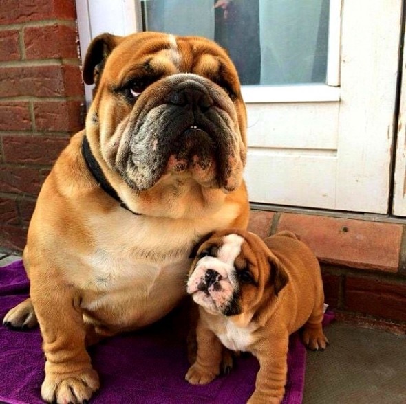 6.21.15 - Dogs That Are Dads16