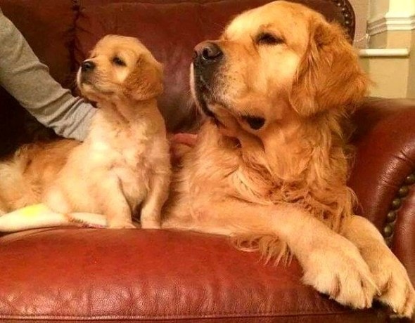 6.21.15 - Dogs That Are Dads18