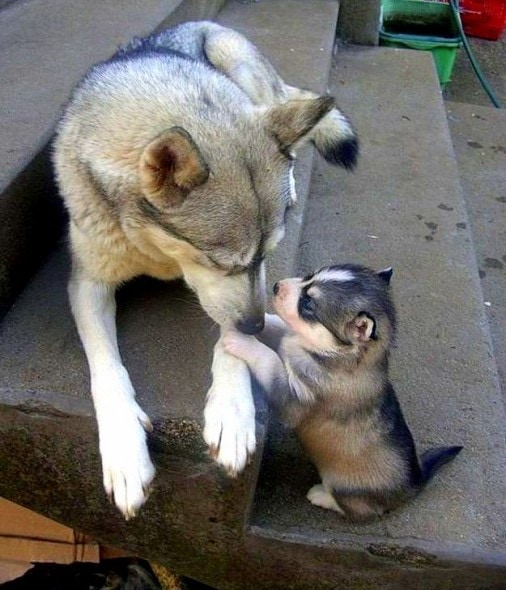 6.21.15 - Dogs That Are Dads2