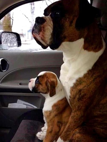 6.21.15 - Dogs That Are Dads20