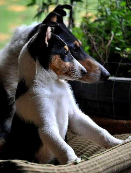 6.21.15 - Dogs That Are Dads21