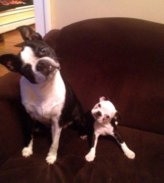 6.21.15 - Dogs That Are Dads23