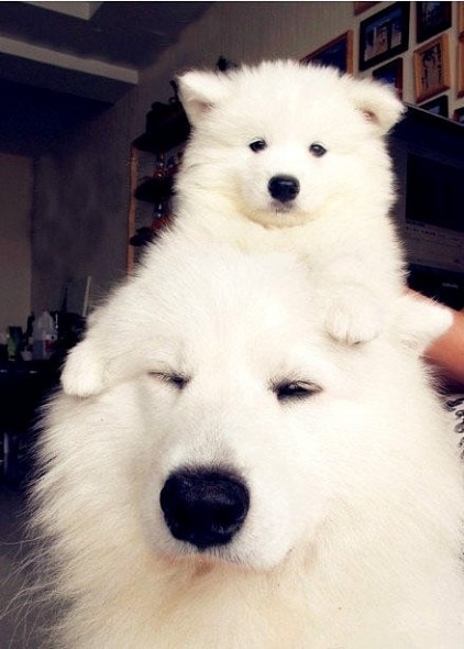 6.21.15 - Dogs That Are Dads24