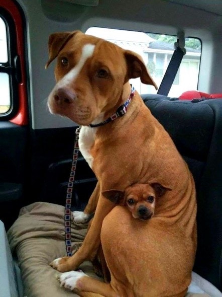 6.21.15 - Dogs That Are Dads3