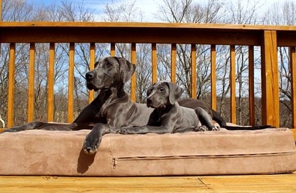 6.21.15 - Dogs That Are Dads5