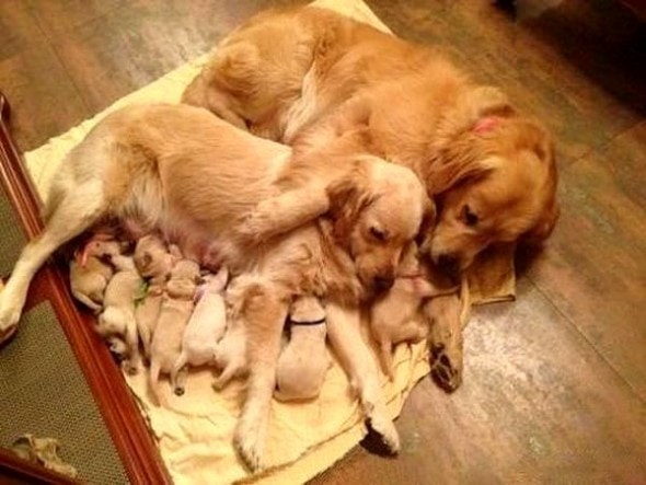 6.21.15 - Dogs That Are Dads6