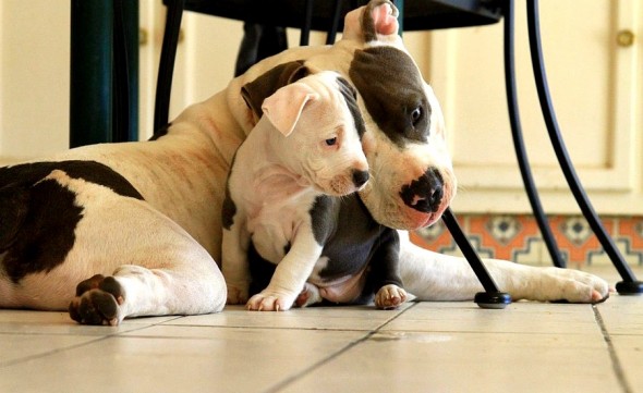 6.21.15 - Dogs That Are Dads7