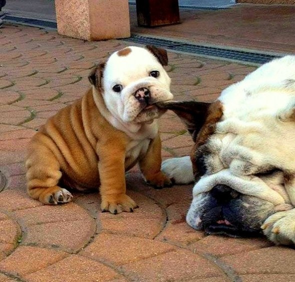 6.21.15 - Dogs That Are Dads8