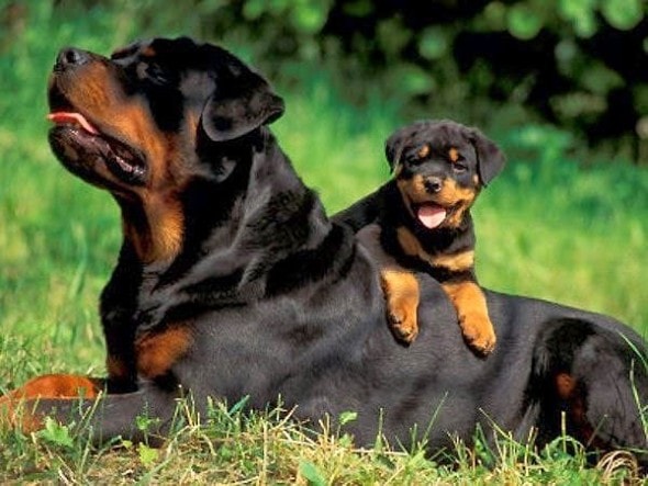 6.21.15 - Dogs That Are Dads9
