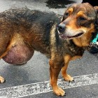 6.21.15 Street Dog with Tumor1