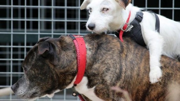 Buzz and Glenn, two abandoned dogs who were rescued from a sea tunnel in Hartlepool. Jack Russell Glenn cannot see and is guided by best friend Staffordshire Bull Terrier Buzz, who acts as his eyes. See Ross Parry copy RPYGUIDE : These two abandoned dogs need to be rehomed together - because one acts as the other's GUIDE DOG. The elderly blind Jack Russell and his helper, a Staffordshire Bull Terrier, were found abandoned in a sea tunnel in Hartlepool, Durham, about three weeks ago. Thankfully the unique pair were spotted and are now being cared for at rescue centre Stray Aid in Coxhoe, Co. Durham., where staff are now hoping to find the pals a new home. According to staff at the charity, the dogs - who are thought to be between nine and 10 - may have been abandoned due to their age. Glenn, the Jack Rusell, is completely blind so he is guided by Buzz, who acts as his eyes.