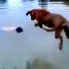 6.30.15 Loyal Dog Saves Owner from Drowning