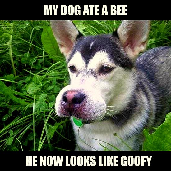 7.10.15 - Dogs Who Had to Learn the Hard Way Not to Eat Bees1