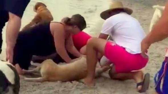 7.15.15 - Bystander Saves Drowning Dog with CPR2