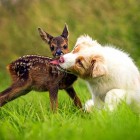 7.5.15 Puppy Adopts Fawn3