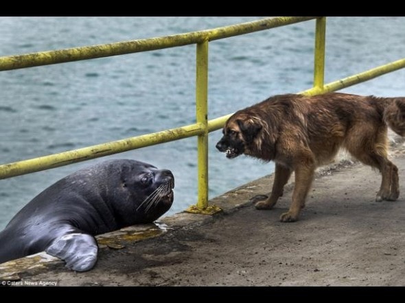 159815-SeaLion2