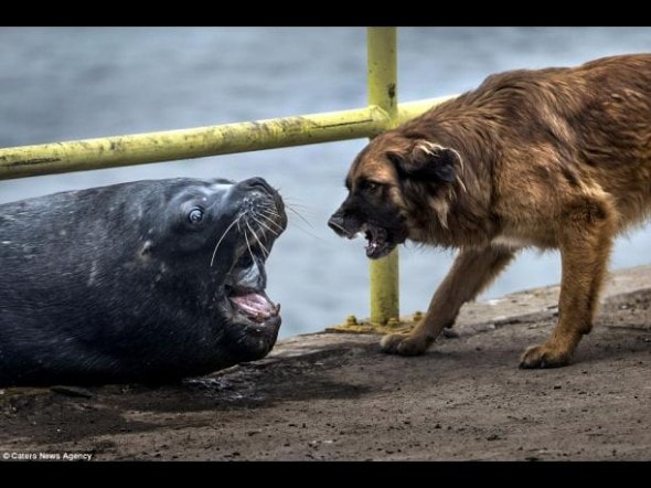 159815-SeaLion3