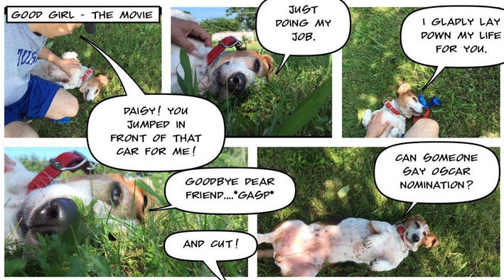 Basset Hound Brings Comic Relief With Personal Comic Strip - Life With Dogs