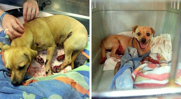 8.19.15 - Woman Saves Dog Shot, Dragged & Abandoned0
