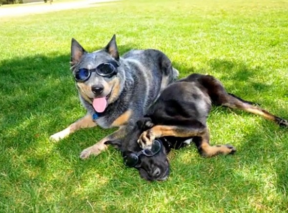 8.20.15 - Hiker Saves Puppy in Canyon10