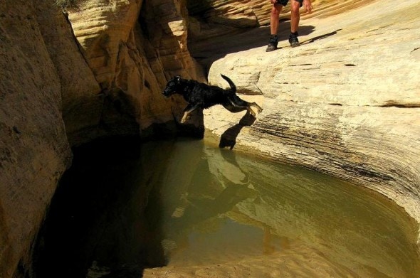 8.20.15 - Hiker Saves Puppy in Canyon14