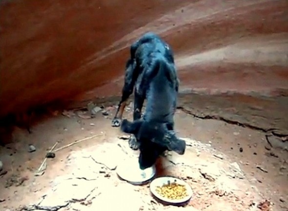 8.20.15 - Hiker Saves Puppy in Canyon2