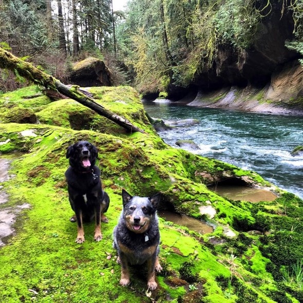 8.20.15 - Hiker Saves Puppy in Canyon7