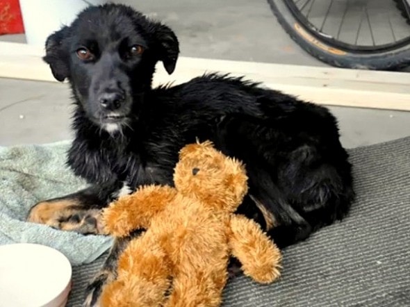 8.20.15 - Hiker Saves Puppy in Canyon9