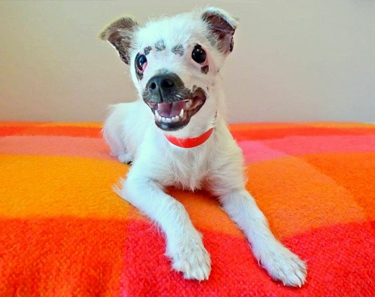 “Ugly” Puppy Finds the Perfect Family LIFE WITH DOGS