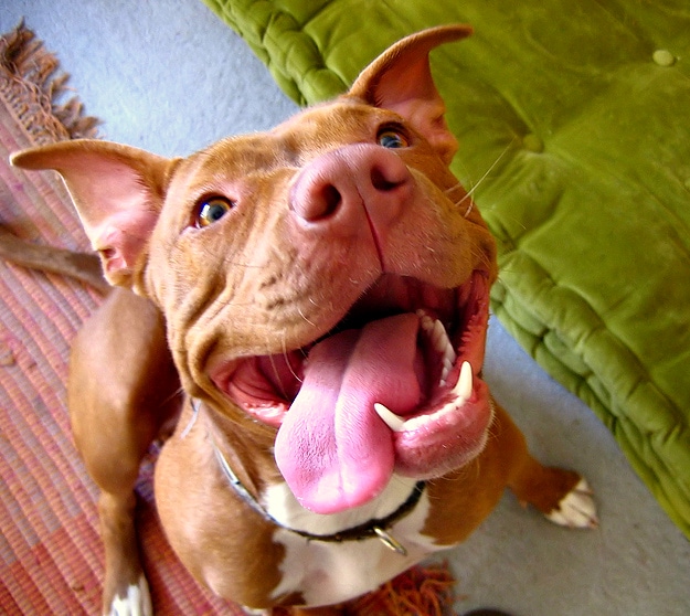Bilderesultat for happy pitbulls