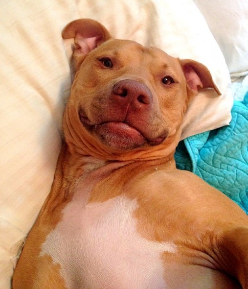 8.28.15 - Celebrate Pit Bulls7