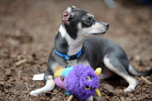 Chloe Levenson-Cupp's newly adopted puppy Buddy relaxes on Tuesday, Aug. 4, 2015, in Alameda, Calif. Buddy is the Chihuahua that was found in Antioch earlier this year with severe chemical burns to both ears and the entire length of his belly. (Kristopher Skinner/Bay Area News Group)