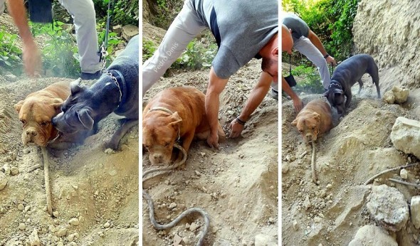 8.6.15 - Dog Buried Alive Is Rescued4