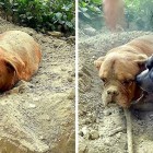 8.6.15 Dog Buried Alive Is Rescued5