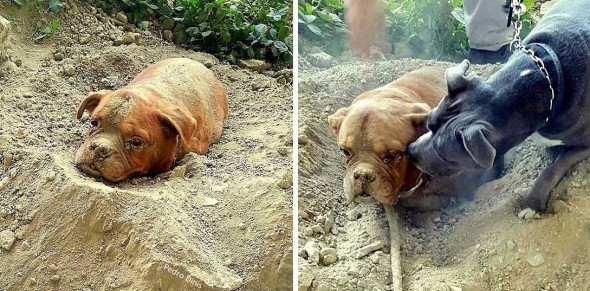 8.6.15 - Dog Buried Alive Is Rescued5