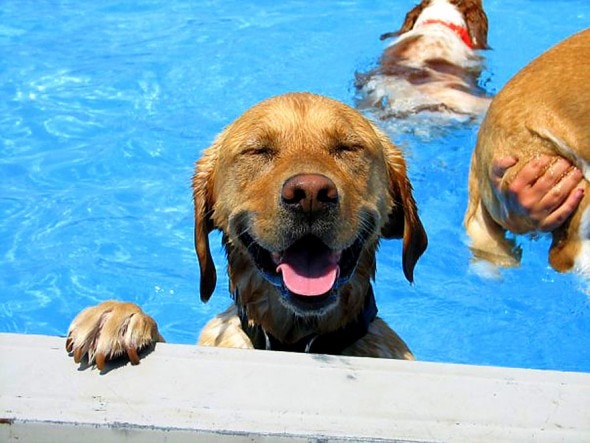 8.28.15 - Dogs Who Have Really Enjoyed Summer0