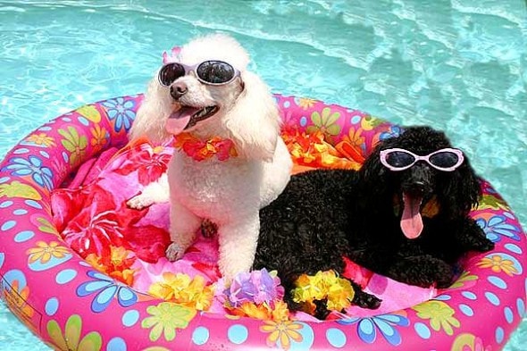 8.28.15 - Dogs Who Have Really Enjoyed Summer2