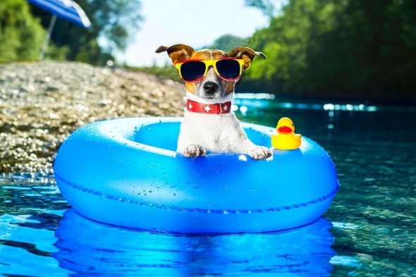 8.28.15 - Dogs Who Have Really Enjoyed Summer8