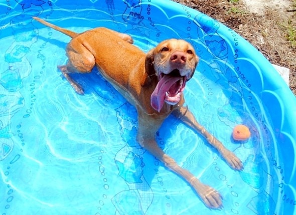 8.28.15 - Dogs Who Have Really Enjoyed Summer9