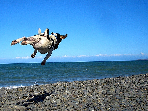 9.10.15 - Dogs Who Can Fly2