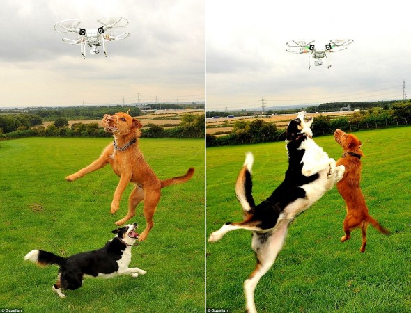 9.10.15 - Drones for Hyperactive Dogs3