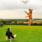 9.10.15 Drones for Hyperactive Dogs6