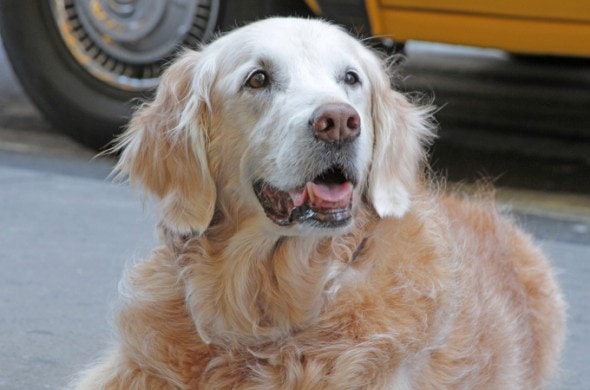 The final living courageous canine that risked her life during Sept. 11 was treated to a special Sweet 16 party in the Big Apple. Bretagne, who was deployed as a search and rescue dog at Ground Zero 14 years ago, was flown to the city Aug. 21 with her caretaker Denise Corliss for a weekend of fun. The duo was wined and dined all over the city  getting their own suite at 1 Hotel overlooking Central Park, receiving a doggie Key to the City and even reuniting with her fellow canine crew of the Texas Task Force 1. Trying to get an interview with Denise now. Photo credit: BarkPost