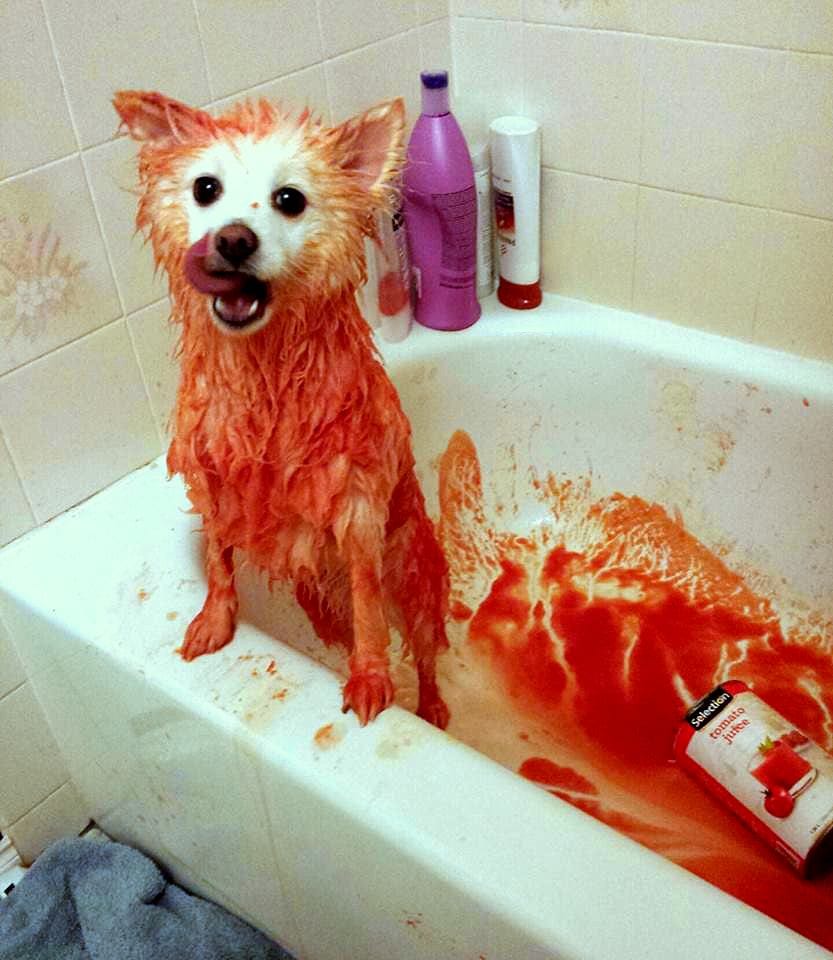 Skunked Now What Life With Dogs Skunked Now What Life With Dogs