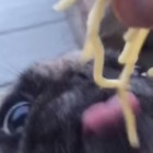 9.11.15 pug noodles