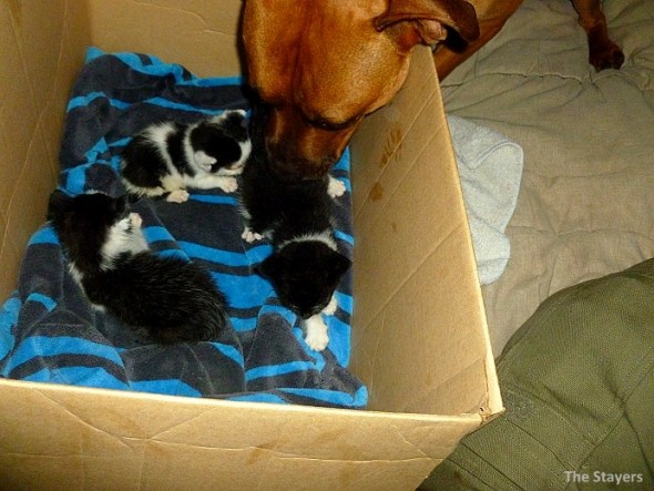 9.20.15 - Pit Bull Adopts Kittens1