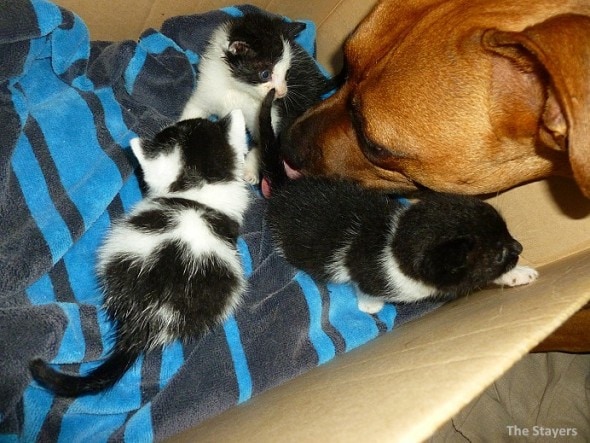 9.20.15 - Pit Bull Adopts Kittens2