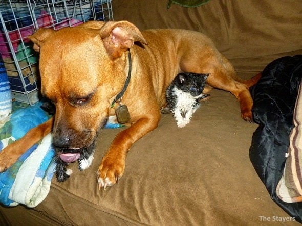 9.20.15 - Pit Bull Adopts Kittens7